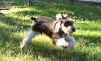 Bubba, a male Miniature Schnauzer for sale in Seagraves, TX – Photo 6 of 9