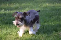 Bubba, a male Miniature Schnauzer for sale in Seagraves, TX – Photo 7 of 9