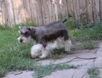 Bubba, a male Miniature Schnauzer for sale in Seagraves, TX – Photo 2 of 9