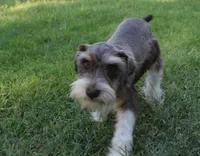 Bubba, a male Miniature Schnauzer for sale in Seagraves, TX – Photo 4 of 9