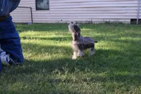 Bubba, a male Miniature Schnauzer for sale in Seagraves, TX – Photo 5 of 9