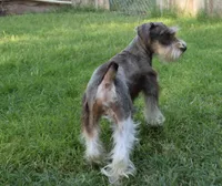 Bubba, a male Miniature Schnauzer for sale in Seagraves, TX – Photo 8 of 9