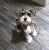 Bubba, a male Miniature Schnauzer for sale in Seagraves, TX – Photo 1 of 9