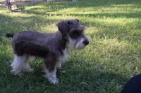 Bubba, a male Miniature Schnauzer for sale in Seagraves, TX – Photo 9 of 9