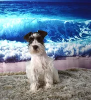 Pebbles, a female Miniature Schnauzer for sale in Seagraves, TX – Photo 6 of 6