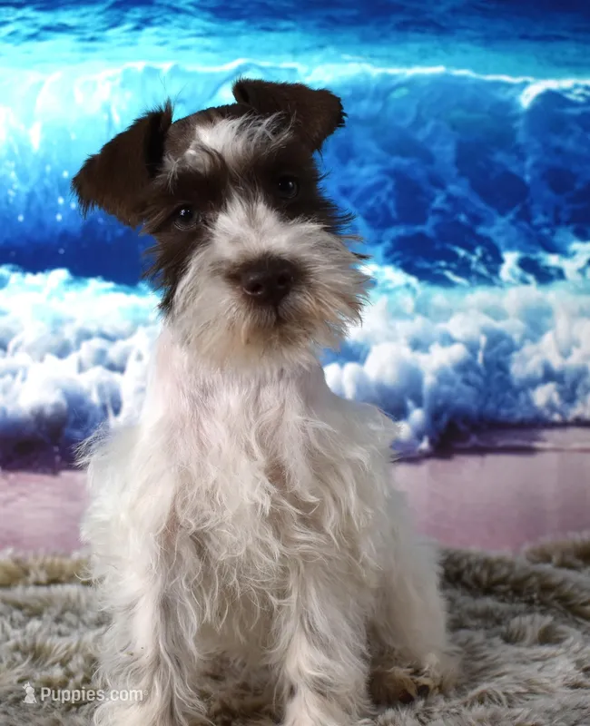 Pebbles – Miniature Schnauzer puppy for sale in Seagraves, TX