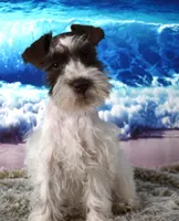 Pebbles, a female Miniature Schnauzer for sale in Seagraves, TX – Photo 1 of 6