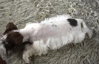 Pebbles, a female Miniature Schnauzer for sale in Seagraves, TX – Photo 5 of 6