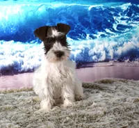 Pebbles, a female Miniature Schnauzer for sale in Seagraves, TX – Photo 3 of 6