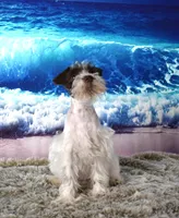 Pebbles, a female Miniature Schnauzer for sale in Seagraves, TX – Photo 2 of 6