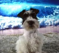 Pebbles, a female Miniature Schnauzer for sale in Seagraves, TX – Photo 4 of 6