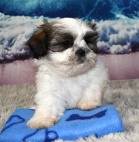 2420, a male Shih Tzu for sale in Seagraves, TX – 2 of 3