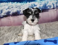Jethro, a male Miniature Schnauzer for sale in Seagraves, TX – 6 of 6