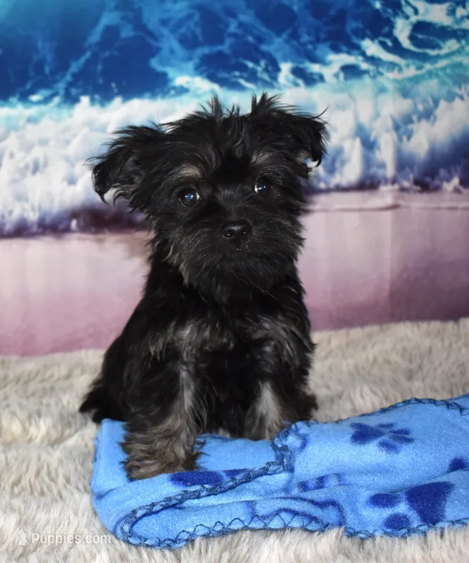Gus – Morkie puppy for sale in Seagraves, TX