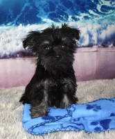 Gus, a male Morkie for sale in Seagraves, TX – 1 of 4