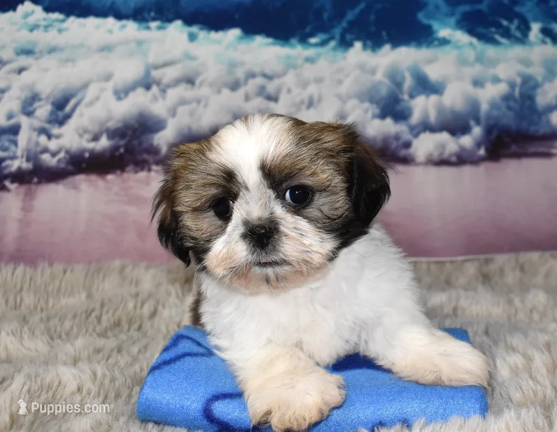2420 – Shih Tzu puppy for sale in Seagraves, TX