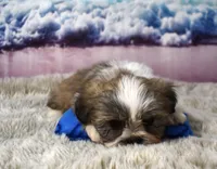 2418, a male Shih Tzu for sale in Seagraves, TX – 2 of 5