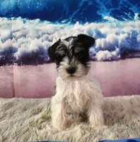 Jethro, a male Miniature Schnauzer for sale in Seagraves, TX – 3 of 6