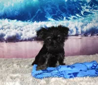 Gus, a male Morkie for sale in Seagraves, TX – 2 of 4