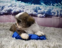 2418, a male Shih Tzu for sale in Seagraves, TX – 3 of 5