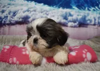 2417, a female Shih Tzu for sale in Seagraves, TX – 3 of 6