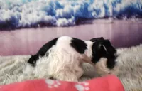 Ellie Mae, a female Miniature Schnauzer for sale in Seagraves, TX – 4 of 4