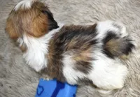 2421, a male Shih Tzu for sale in Seagraves, TX – 2 of 5