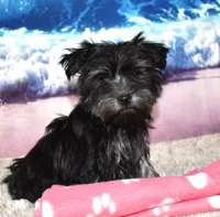 Mabel Morkie, a female Morkie for sale in Seagraves, TX – 4 of 5