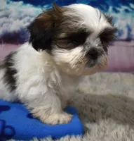 2421, a male Shih Tzu for sale in Seagraves, TX – 5 of 5