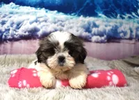 2417, a female Shih Tzu for sale in Seagraves, TX – 5 of 6