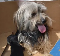 Gus, a male Morkie for sale in Seagraves, TX – 4 of 4