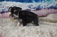 Miniature Schnauzer, a female Miniature Schnauzer for sale in Seagraves, TX – 3 of 4