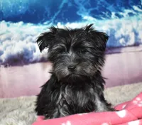 Mabel Morkie, a female Morkie for sale in Seagraves, TX – 2 of 5