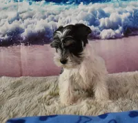 Jethro, a male Miniature Schnauzer for sale in Seagraves, TX – 4 of 6
