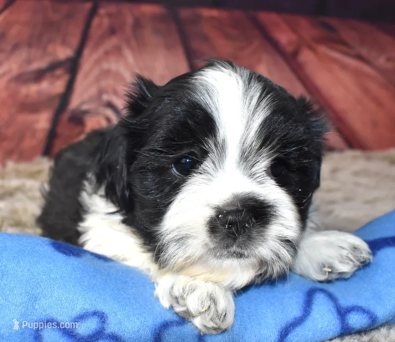 male 408 white/black – Shih Tzu puppy for sale in Seagraves, TX