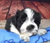 male 408 white/black, a male Shih Tzu for sale in Seagraves, TX – 1 of 5