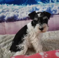 Ellie Mae, a female Miniature Schnauzer for sale in Seagraves, TX – 3 of 4