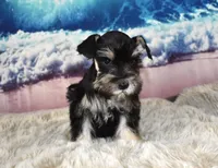 Miniature Schnauzer, a female Miniature Schnauzer for sale in Seagraves, TX – 2 of 4