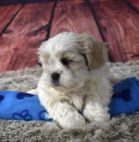 407 Cream and White, a male Shih Tzu for sale in Seagraves, TX – 1 of 4