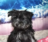 Mabel Morkie, a female Morkie for sale in Seagraves, TX – 3 of 5