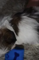 2420, a male Shih Tzu for sale in Seagraves, TX – 3 of 3
