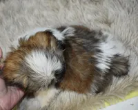 2419, a male Shih Tzu for sale in Seagraves, TX – 3 of 6
