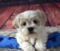 407 Cream and White, a male Shih Tzu for sale in Seagraves, TX – 2 of 4