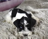 Miniature Schnauzer 38, a male Miniature Schnauzer for sale in Seagraves, TX – 5 of 5