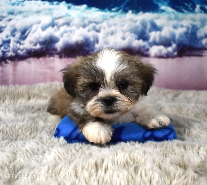 2418 – Shih Tzu puppy for sale in Seagraves, TX