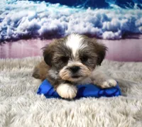 2418, a male Shih Tzu for sale in Seagraves, TX – 1 of 5