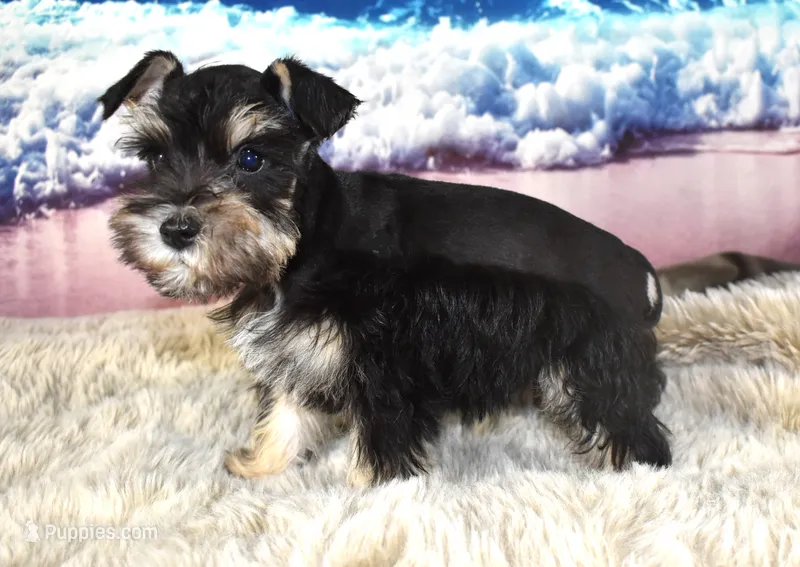 Miniature Schnauzer – Miniature Schnauzer puppy for sale in Seagraves, TX