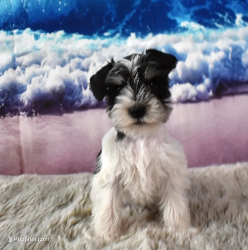 Jethro – Miniature Schnauzer puppy for sale in Seagraves, TX