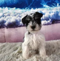 Jethro, a male Miniature Schnauzer for sale in Seagraves, TX – 1 of 6
