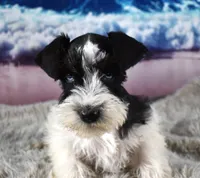 Miniature Schnauzer 38, a male Miniature Schnauzer for sale in Seagraves, TX – 2 of 5